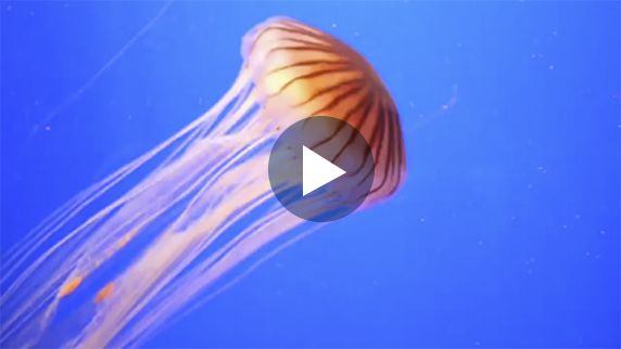 video/fluzone.mp4